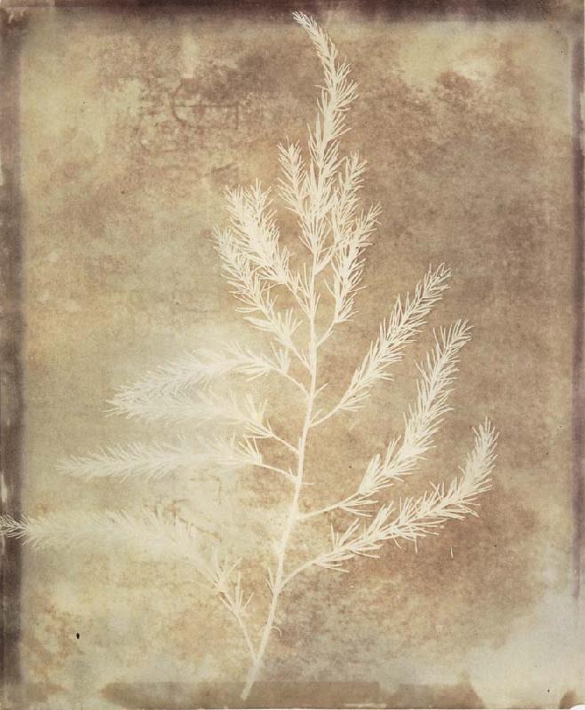 Willim Henry Fox Talbot Photogenetic Drawing oil painting image